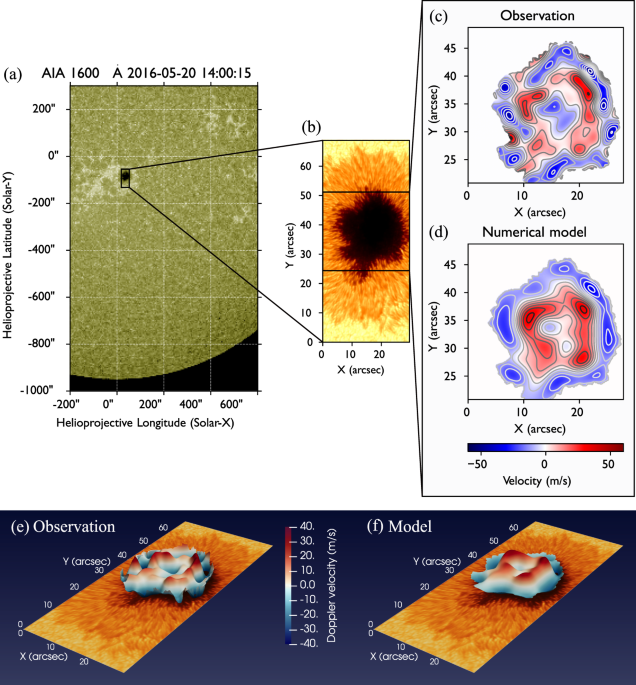Large scale coherent magnetohydrodynamic oscillations in a sunspot