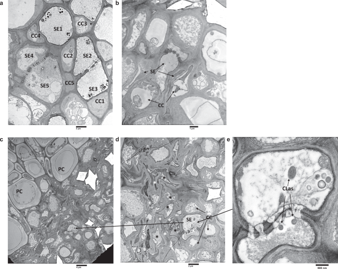 SciELO - Brasil - The potential antidiabetic properties of Liang (<i>Gnetum  gnemon</i> var.<i>tenerum</i>) leaves The potential antidiabetic properties  of Liang (<i>Gnetum gnemon</i> var.<i>tenerum</i>) leaves