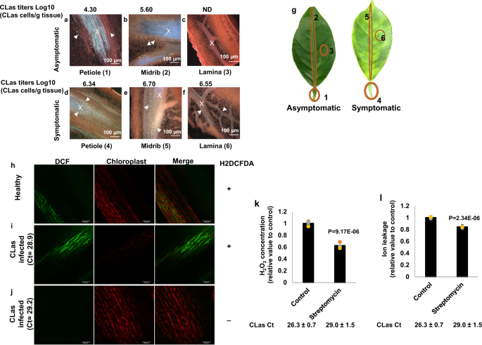 SciELO - Brasil - The potential antidiabetic properties of Liang (<i>Gnetum  gnemon</i> var.<i>tenerum</i>) leaves The potential antidiabetic properties  of Liang (<i>Gnetum gnemon</i> var.<i>tenerum</i>) leaves