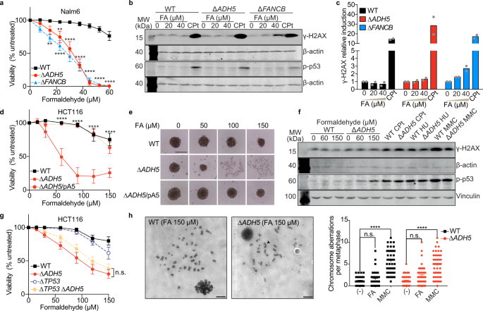 gsh glo glutathione assay Endogenous formaldehyde scavenges cellular glutathione resulting in redox  disruption and cytotoxicity