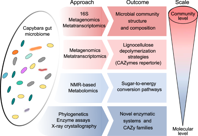 Gut microbiome of the largest living rodent harbors unprecedented