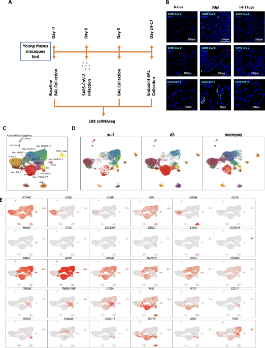 Myeloid cell interferon responses correlate with clearance of SARS-CoV-2 |  Nature Communications