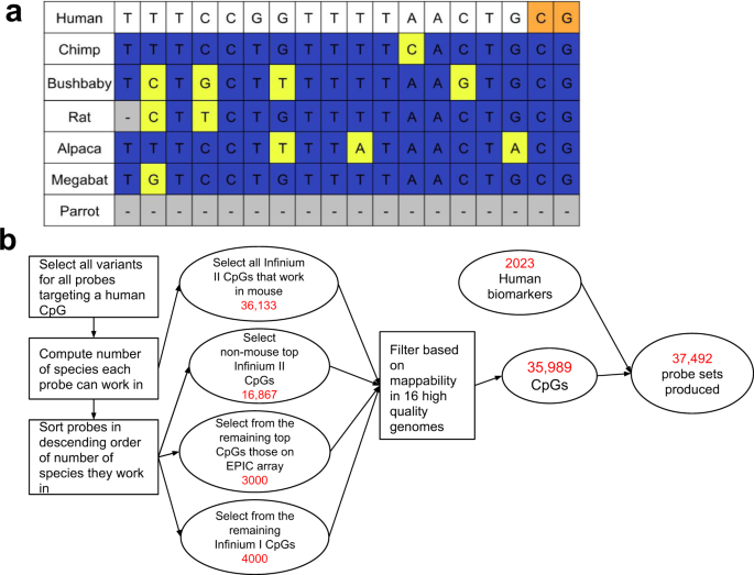 A Mammalian Methylation Array For Profiling Levels At Conserved Sequences Nature Communications A Mammalian Methylation Array For, How To Make A Circle Table Skirt In Html