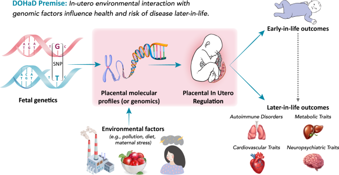 Placental genomics mediates genetic associations with complex health traits  and disease