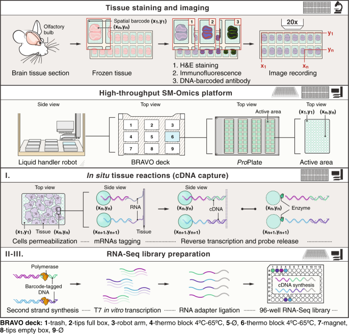 Sm-omics is an automated platform for high-throughput spatial multi-omics