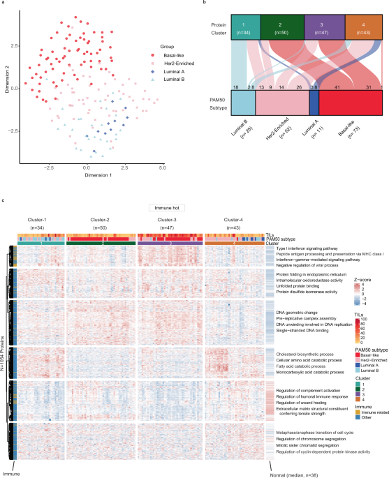 Proteomic analysis of archival breast cancer clinical specimens identifies  biological subtypes with distinct survival outcomes