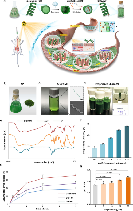 Microalgae-based oral microcarriers for gut microbiota homeostasis and  intestinal protection in cancer radiotherapy | Nature Communications