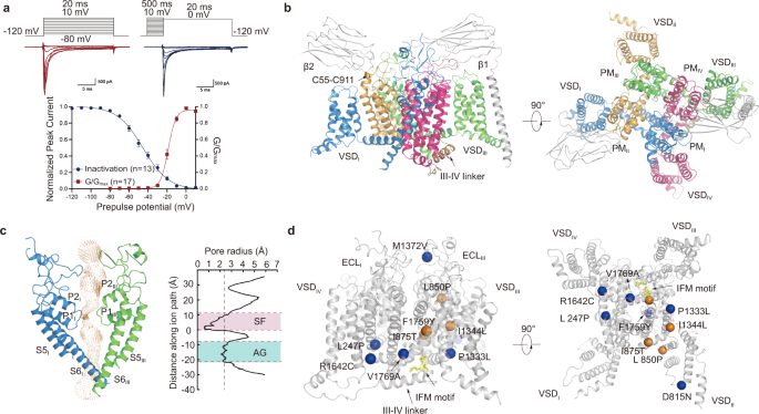 Structural Basis For Modulation Of Human Nav1 3 By Clinical Drug And Selective Antagonist Nature Communications