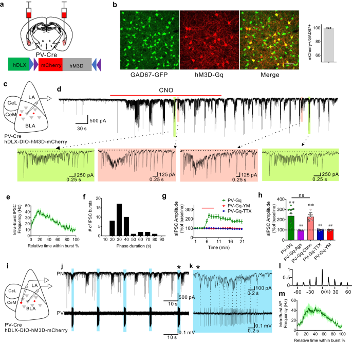 Gq neuromodulation of BLA parvalbumin interneurons induces burst firing and  mediates fear-associated network and behavioral state transition in mice |  Nature Communications