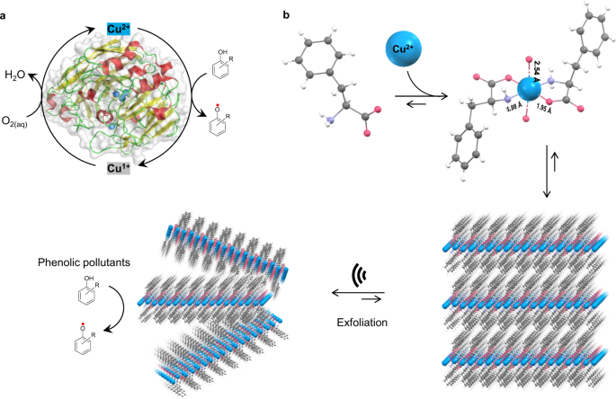 Single Amino Acid Bionanozyme For Environmental Remediation Nature Communications