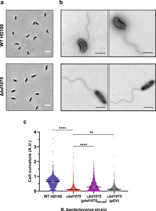Asymmetric peptidoglycan editing generates cell curvature in bdellovibrio predatory bacteria