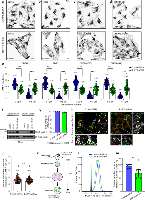 SUMO-2/3 siRNA (h), shRNA and Lentiviral Particle Gene Silencers