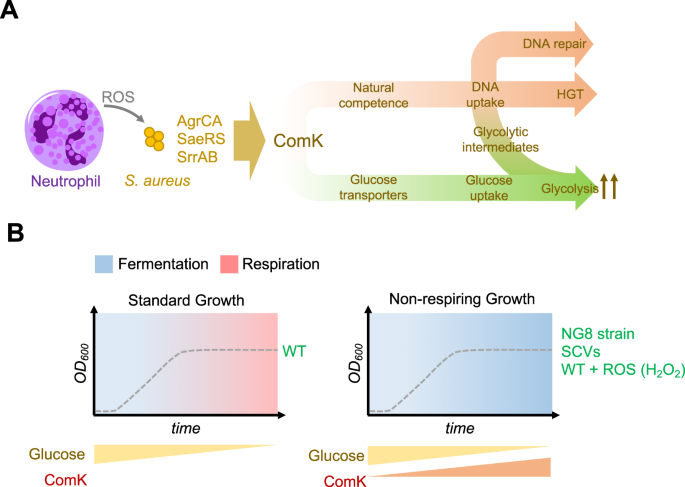 Stress-induced inactivation of the Staphylococcus aureus purine  biosynthesis repressor leads to hypervirulence