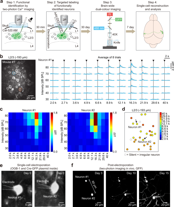 Brain Wide Projection Reconstruction Of Single Functionally Defined Neurons Nature Communications