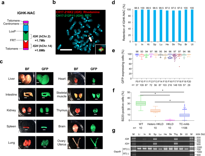 Efficient human-like antibody repertoire and hybridoma production in  trans-chromosomic mice carrying megabase-sized human immunoglobulin loci |  Nature Communications