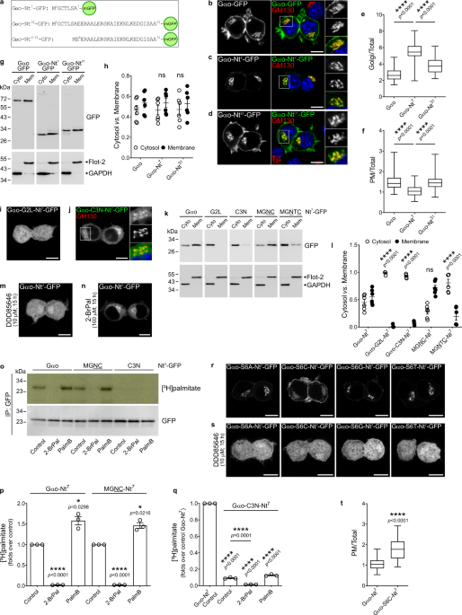 s palmitoyl glutathione Cysteine posttranslational modifications regulate protein interactions of caveolin3 - Ashford - 2024 - The FASEB Journal Local and substrate-specific S-palmitoylation determines
