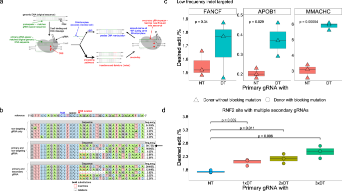 Genome-wide Mapping of Off-Target Events in Single-Stranded  Oligodeoxynucleotide-Mediated Gene Repair Experiments: Molecular Therapy
