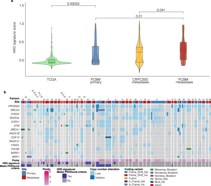 Alterations in homologous recombination repair genes in prostate