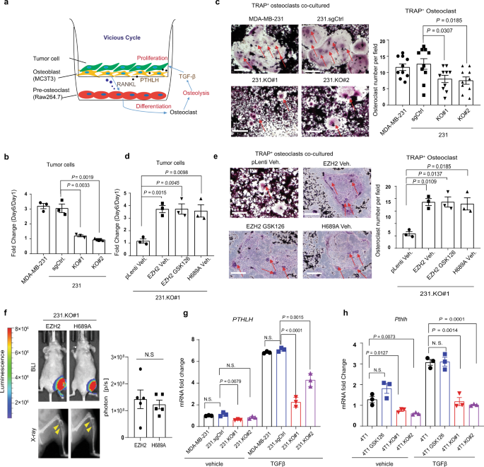 Blocking immunosuppressive neutrophils deters pY696-EZH2–driven brain  metastases