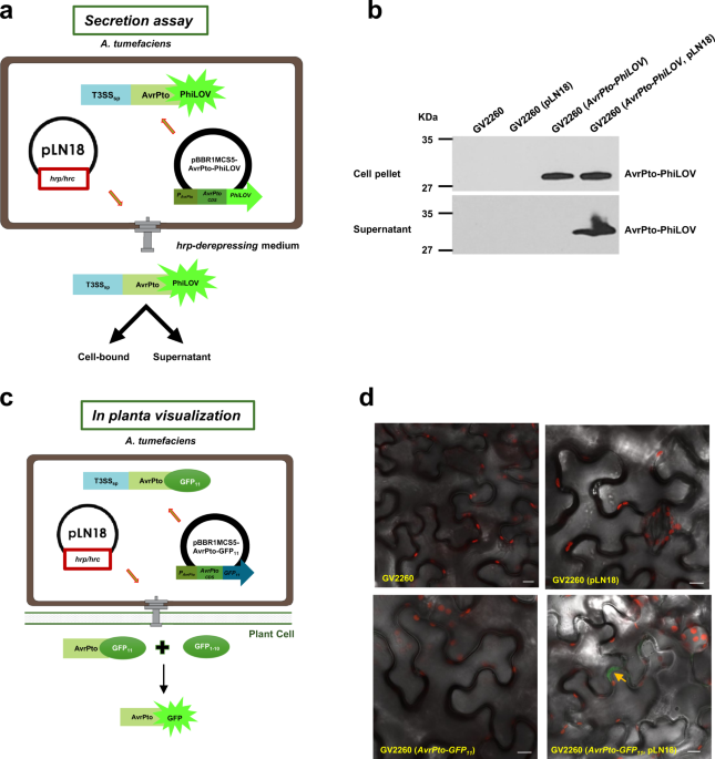 Agrobacterium expressing a type III secretion system delivers Pseudomonas  effectors into plant cells to enhance transformation | Nature Communications