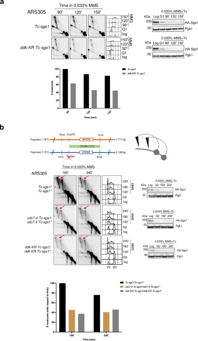 Rad51-mediated replication of damaged templates relies on monoSUMOylated DDK  kinase | Nature Communications
