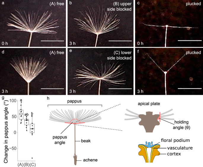 Dandelion pappus morphing is actuated by radially patterned material swelling
