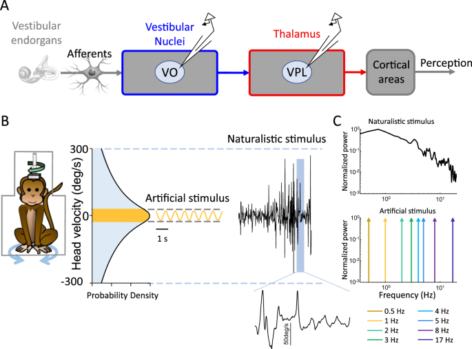 Sensory adaptation mediates efficient and unambiguous encoding of natural  stimuli by vestibular thalamocortical pathways | Nature Communications