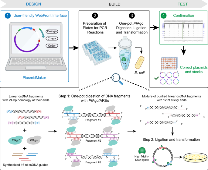 PlasmidMaker is a versatile, automated, and high throughput end-to-end  platform for plasmid construction | Nature Communications