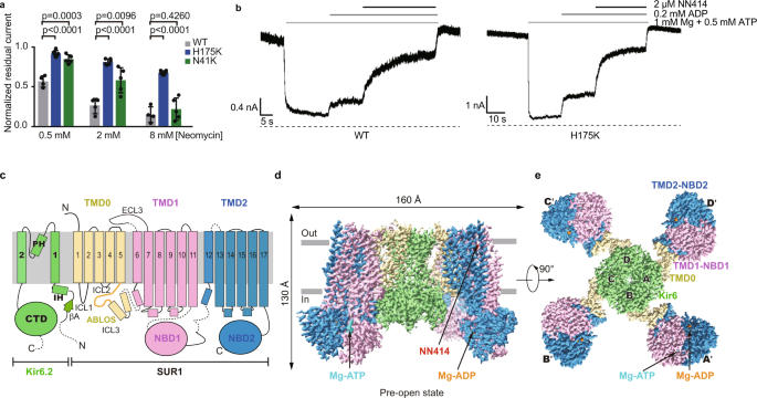 Structural insights into the mechanism of pancreatic KATP channel  regulation by nucleotides | Nature Communications