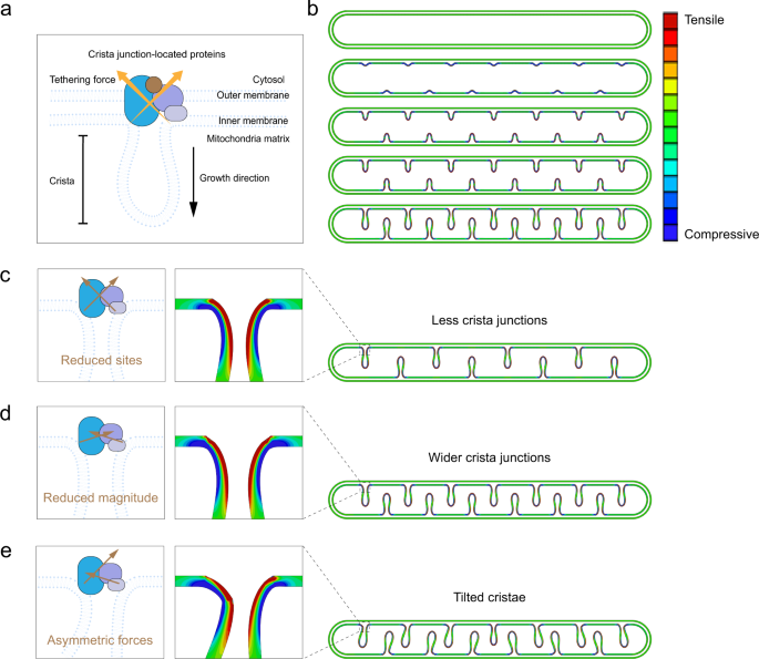 Mechanical instability generated by Myosin 19 contributes to mitochondria  cristae architecture and OXPHOS | Nature Communications