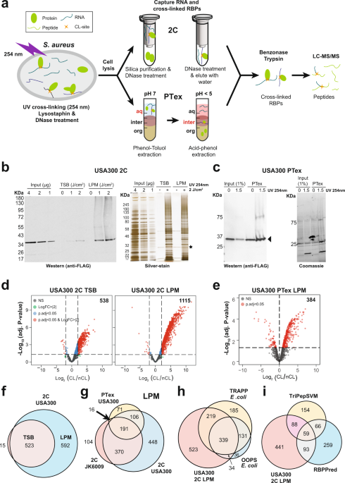 The RNA-bound proteome of MRSA reveals post-transcriptional roles for helix-turn-helix DNA-binding and Rossmann-fold proteins