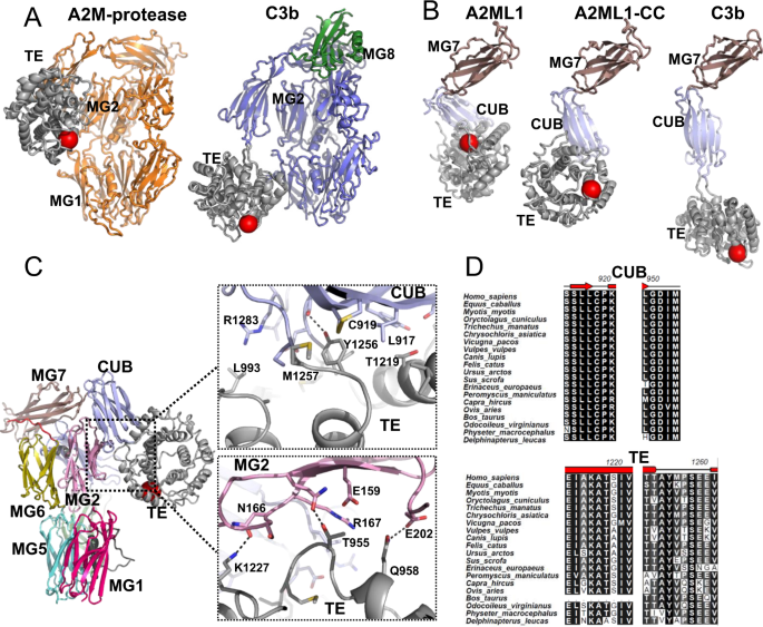 Cryo-EM structures show the mechanistic basis of pan-peptidase inhibition  by human α2-macroglobulin