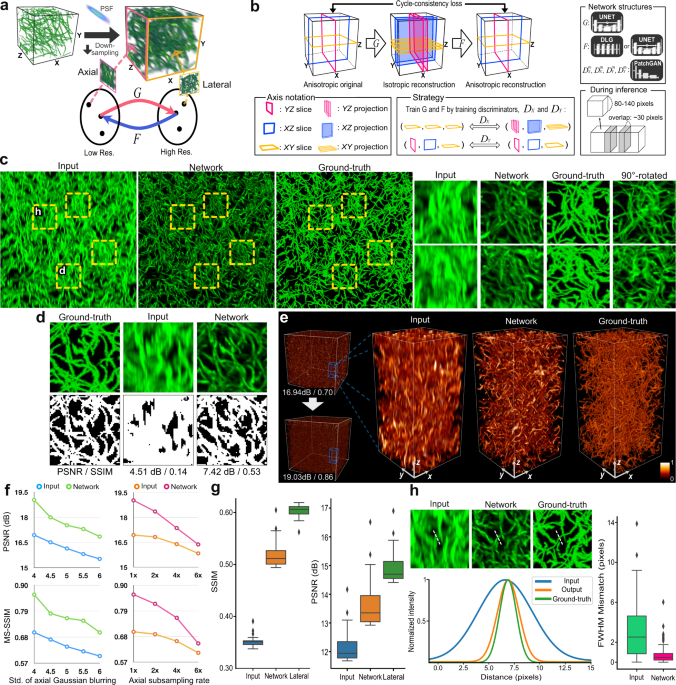 Deep learning enables reference-free isotropic super-resolution for  volumetric fluorescence microscopy | Nature Communications
