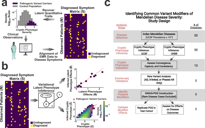 New insights into genetic variant spectrum and genotype–phenotype