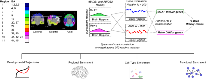Association Between Resting State Functional Brain Connectivity And Gene Expression Is Altered In Autism Spectrum Disorder Nature Communications