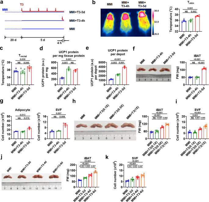 Triiodothyronine (T3) promotes brown fat hyperplasia via thyroid hormone  receptor α mediated adipocyte progenitor cell proliferation | Nature  Communications