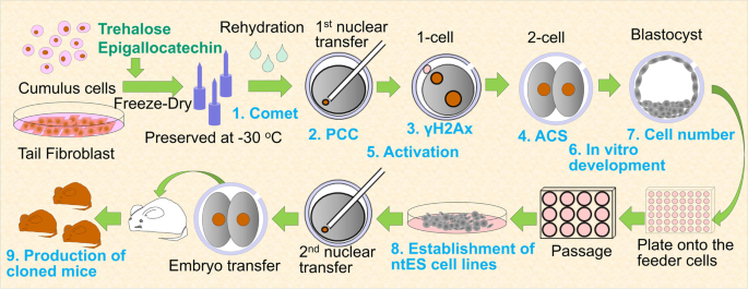 somatic cell diagram