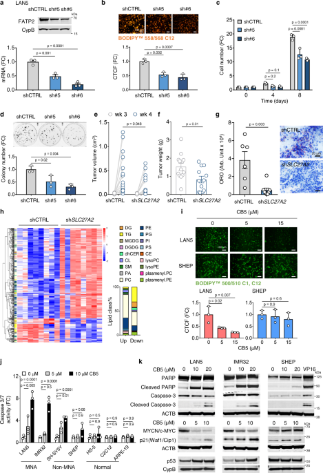 Restoration of the molecular clock is tumor suppressive in neuroblastoma