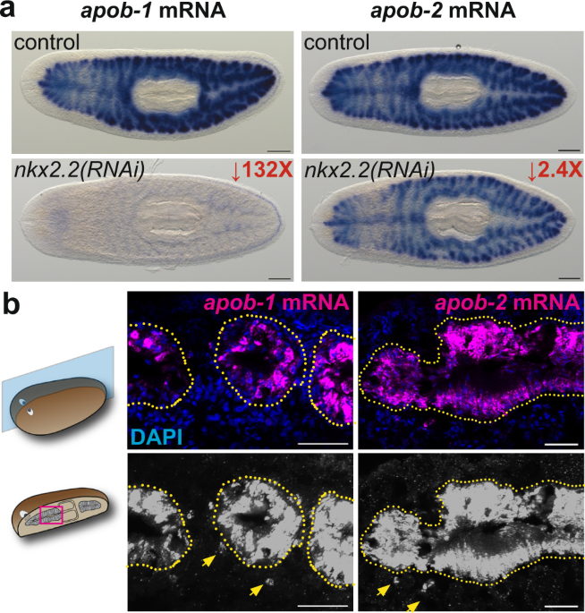 Intestine-enriched apolipoprotein b orthologs are required for stem cell  progeny differentiation and regeneration in planarians
