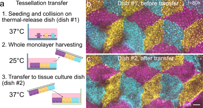 Self-assembly of tessellated tissue sheets by expansion and collision