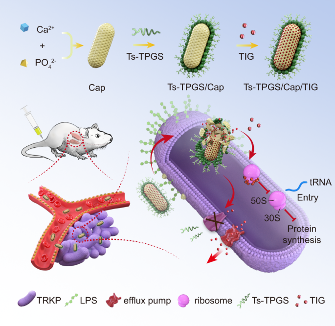 TPGS-based and S-thanatin functionalized nanorods for overcoming drug resistance in Klebsiella pneumonia