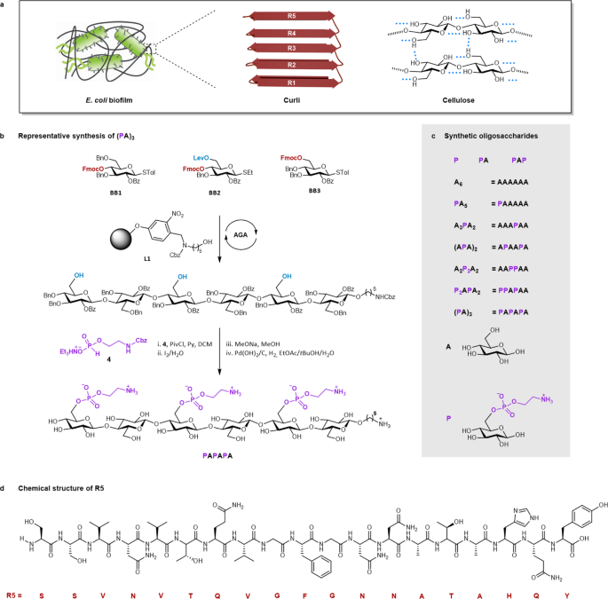 Synthetic phosphoethanolamine-modified oligosaccharides reveal the importance of glycan length and substitution in biofilm-inspired assemblies