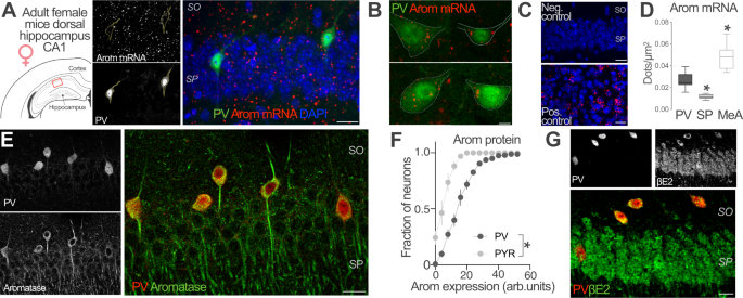 Sex-specific regulation of inhibition and network activity by local aromatase in the mouse hippocampus Nature Communications