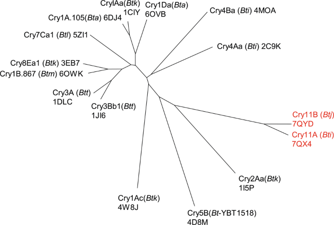 De novo determination of mosquitocidal Cry11Aa and Cry11Ba structures from  naturally-occurring nanocrystals | Nature Communications