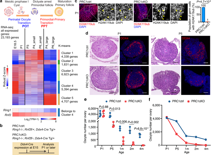 PRC1-mediated epigenetic programming is required to generate the ovarian  reserve | Nature Communications