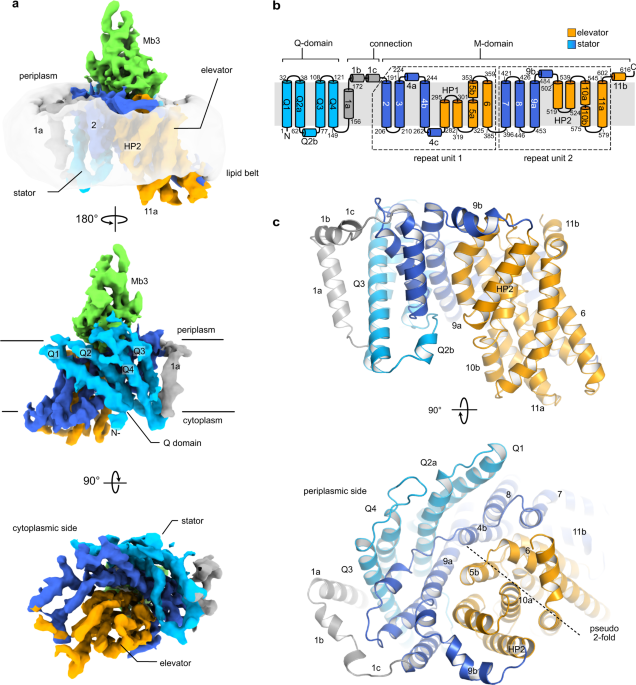 Structural and mechanistic analysis of a tripartite ATP-independent  periplasmic TRAP transporter