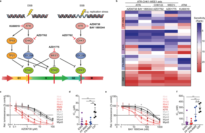 Therapeutic targeting of ATR in alveolar rhabdomyosarcoma
