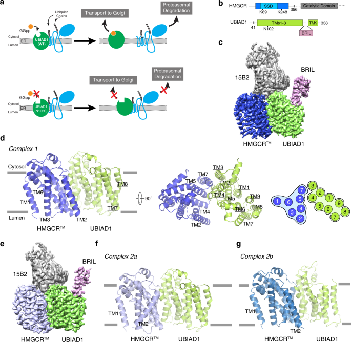 Regulated degradation of HMG CoA reductase requires conformational changes  in sterol-sensing domain | Nature Communications