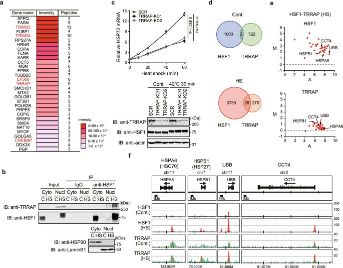 HSF1 phosphorylation establishes an active chromatin state via the  TRRAP–TIP60 complex and promotes tumorigenesis | Nature Communications