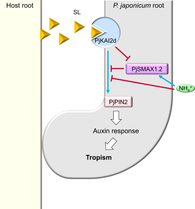 PDF) A Phelipanche ramosa KAI2 Protein Perceives enzymatically  Strigolactones and Isothiocyanates